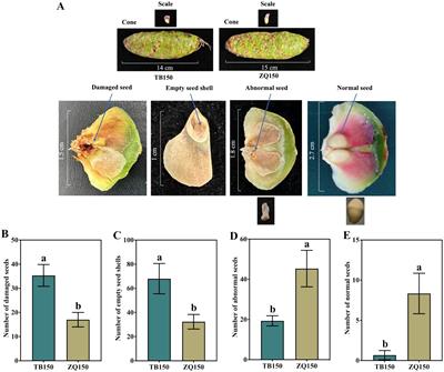 Unraveling site-specific seed formation abnormalities in Picea neoveitchii Mast. trees via widely metabolomic and transcriptomic analysis